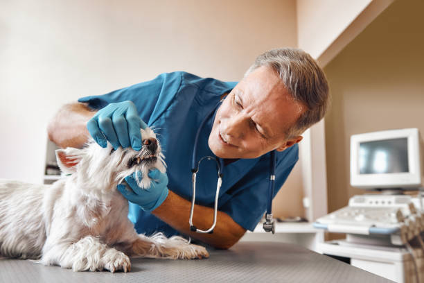 Best Emergency Root Canal Treatment in Fountainebleau, FL